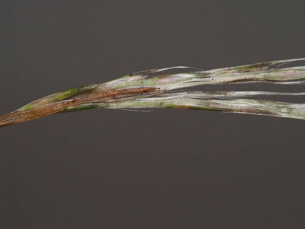 Andropogon bicornis Spikelets