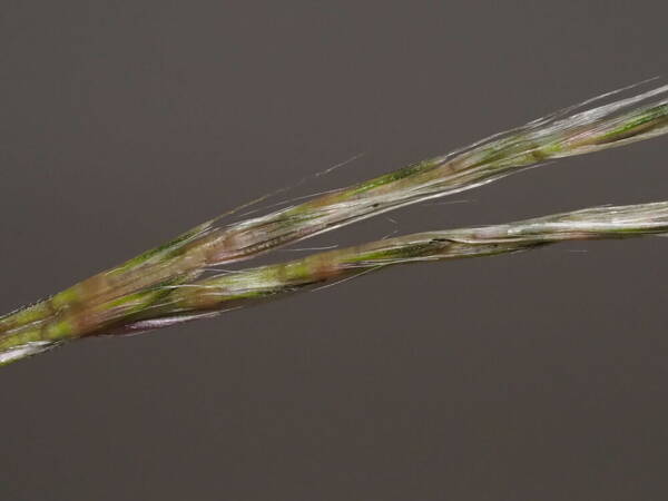 Andropogon bicornis Spikelets