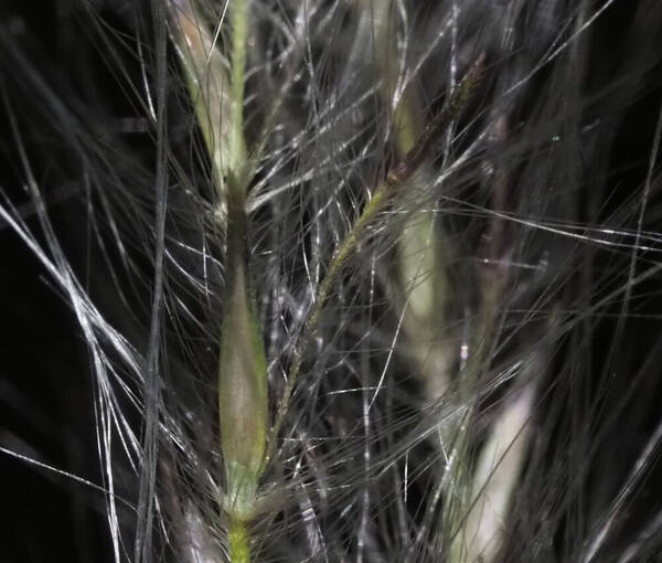 Andropogon bicornis Spikelets