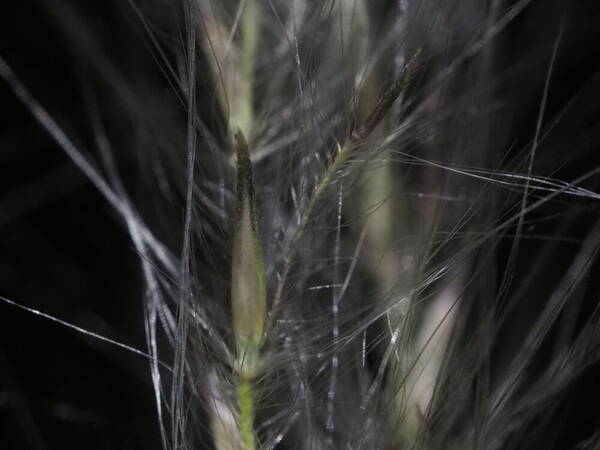 Andropogon bicornis Spikelets