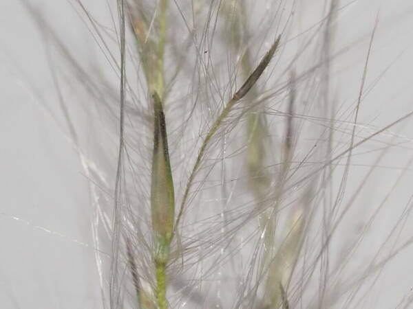 Andropogon bicornis Spikelets