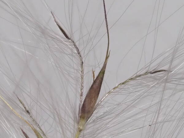 Andropogon bicornis Spikelets