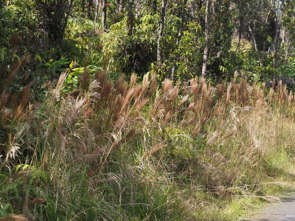 Andropogon bicornis Habit