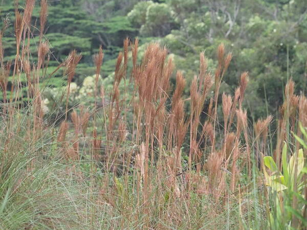 Andropogon bicornis Habit