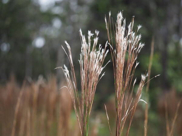 Andropogon bicornis Inflorescence