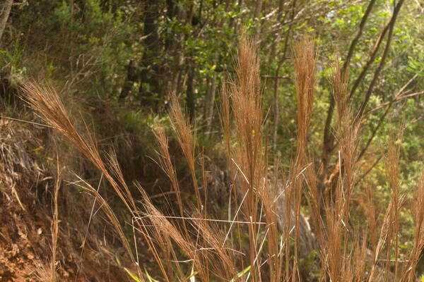 Andropogon bicornis Inflorescence