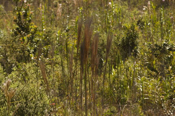 Andropogon bicornis Inflorescence