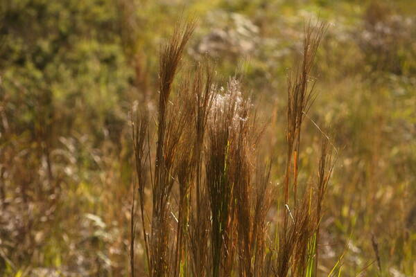 Andropogon bicornis Inflorescence