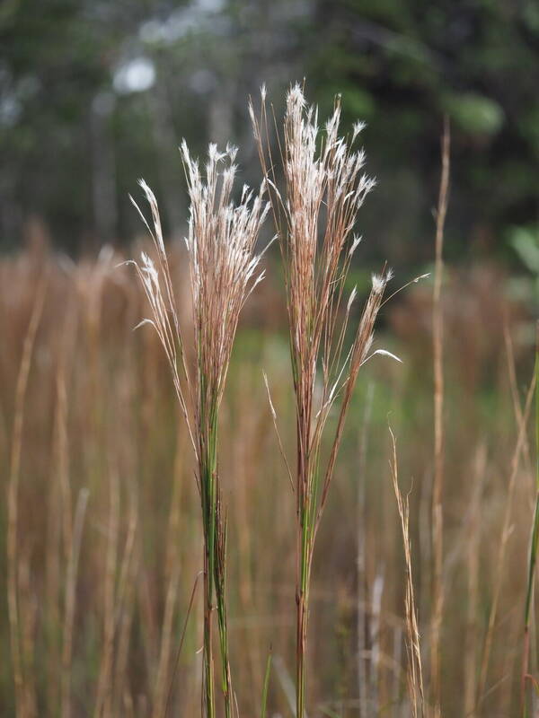 Andropogon bicornis Inflorescence