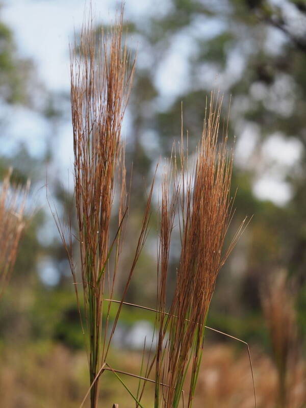 Andropogon bicornis Inflorescence