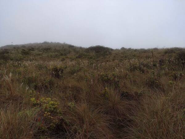 Andropogon bicornis Landscape