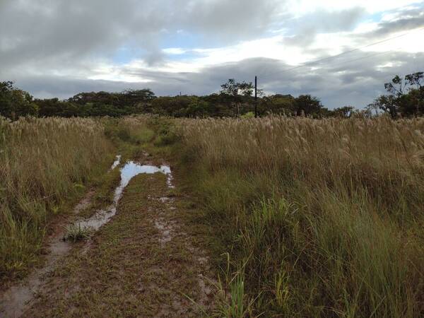 Andropogon bicornis Landscape