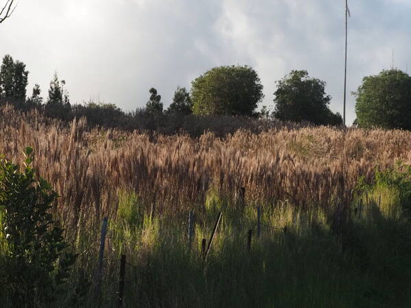 Andropogon bicornis Landscape