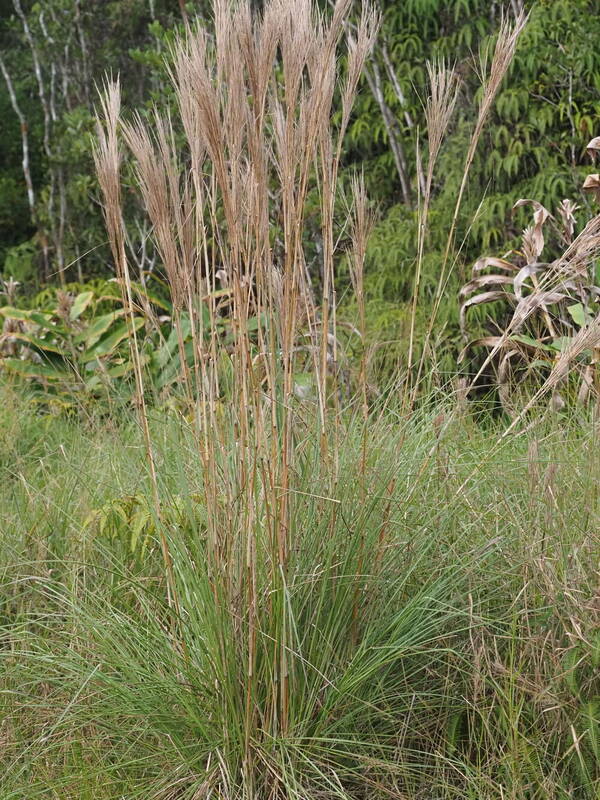 Andropogon bicornis Plant