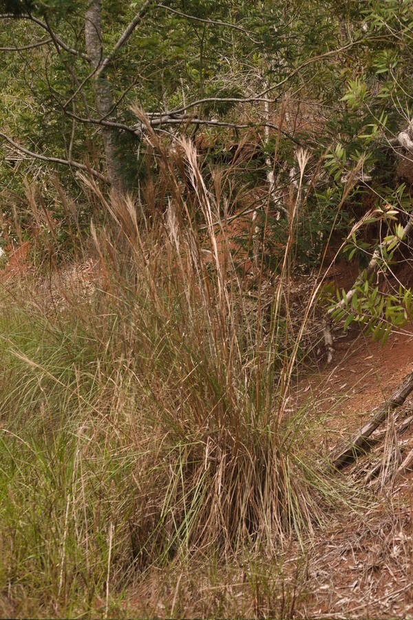 Andropogon bicornis Plant