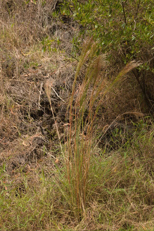 Andropogon bicornis Plant