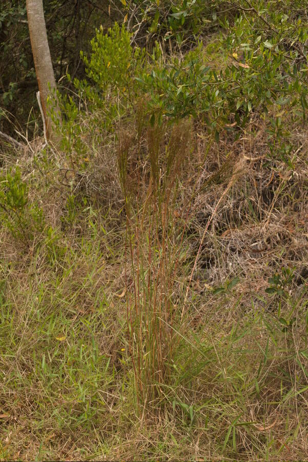 Andropogon bicornis Plant