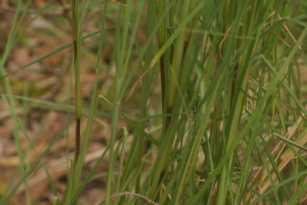 Andropogon bicornis Plant