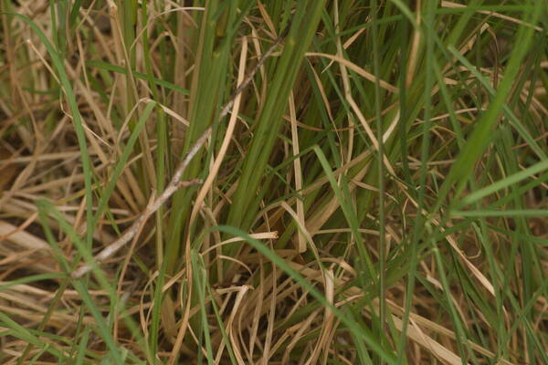 Andropogon bicornis Plant