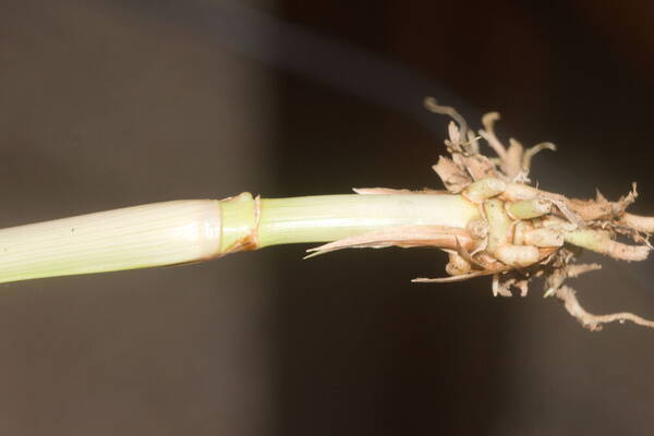 Andropogon bicornis Plant