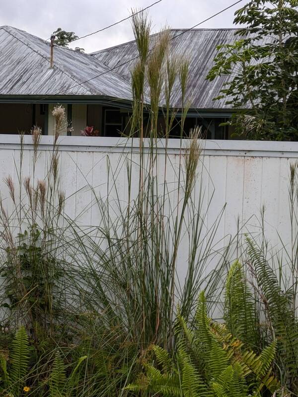 Andropogon bicornis Plant