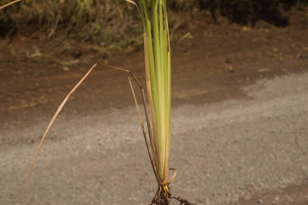 Andropogon tenuispatheus Culm base