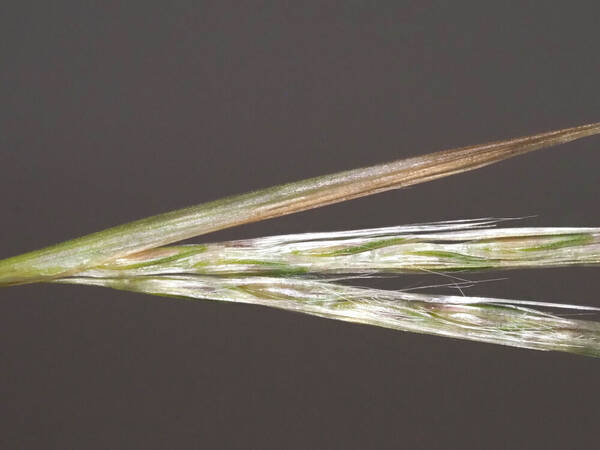 Andropogon tenuispatheus Spikelets