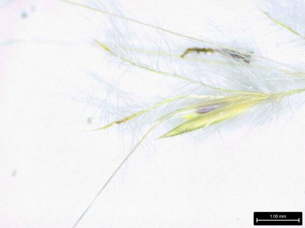 Andropogon tenuispatheus Spikelets