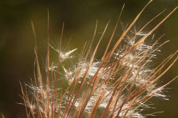 Andropogon tenuispatheus Spikelets