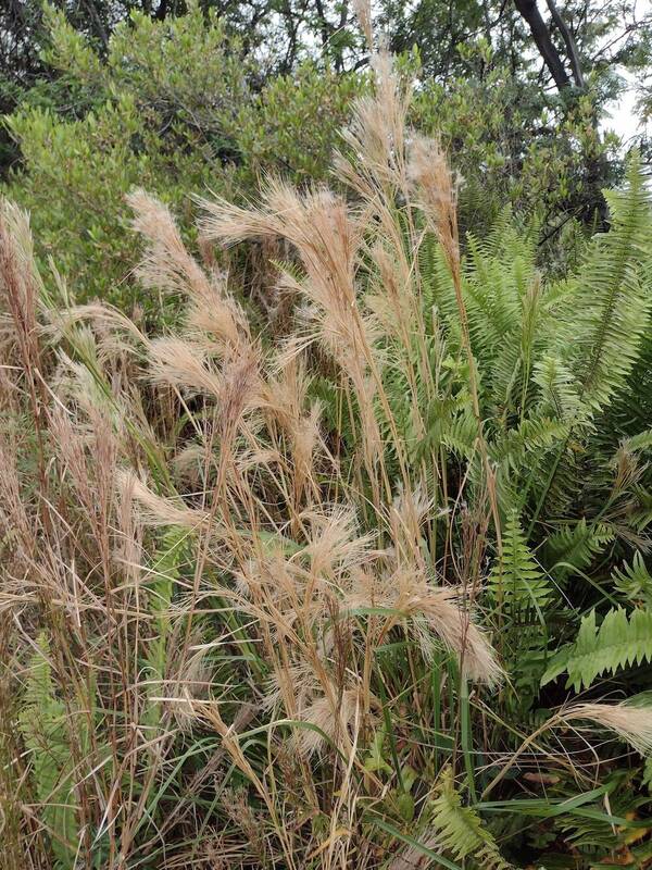 Andropogon tenuispatheus Inflorescence