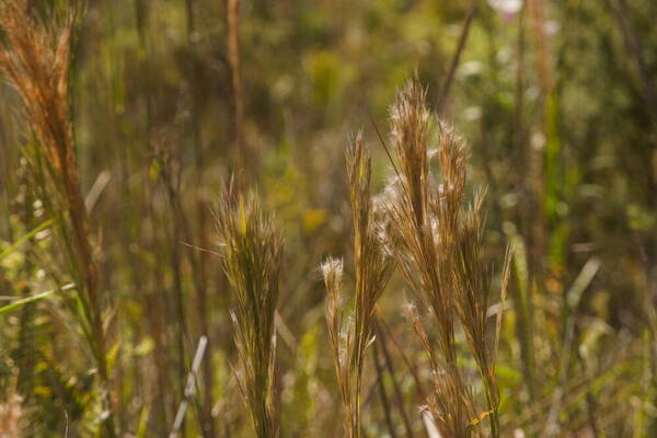 Andropogon tenuispatheus Inflorescence