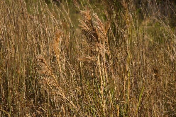 Andropogon tenuispatheus Inflorescence