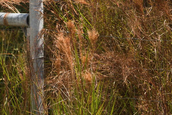 Andropogon tenuispatheus Inflorescence