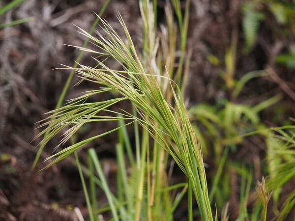 Andropogon tenuispatheus Inflorescence