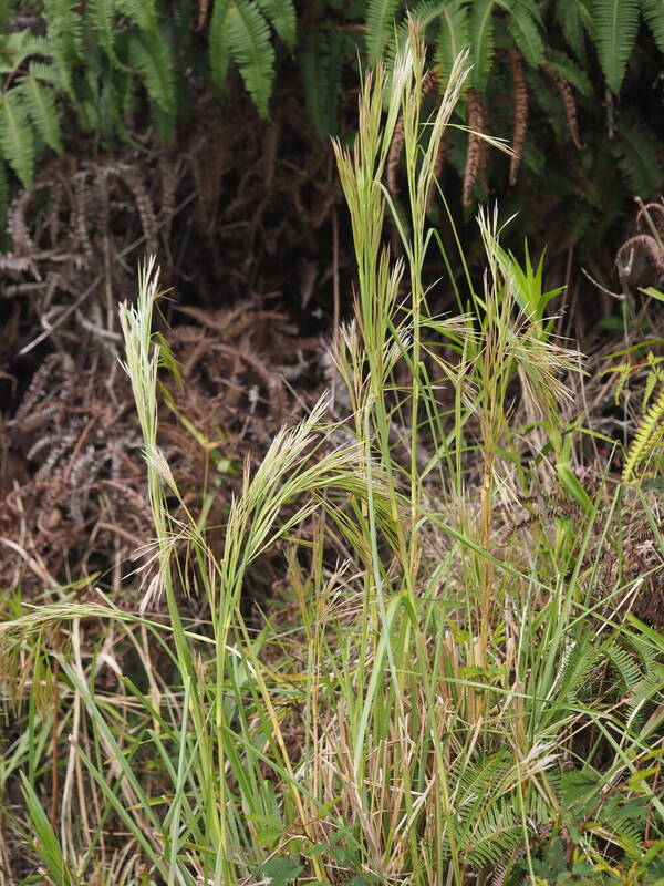 Andropogon tenuispatheus Inflorescence