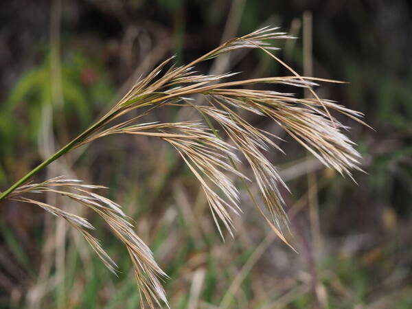 Andropogon tenuispatheus Inflorescence