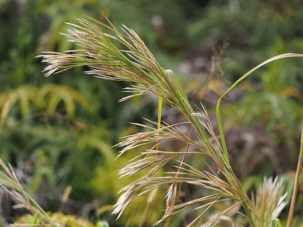 Andropogon tenuispatheus Inflorescence