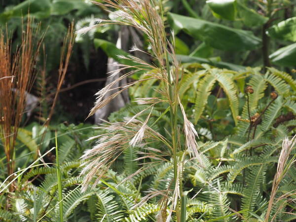 Andropogon tenuispatheus Inflorescence