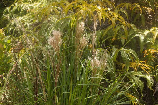 Andropogon tenuispatheus Plant