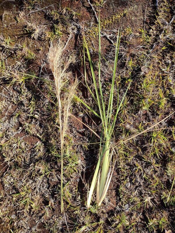 Andropogon tenuispatheus Plant