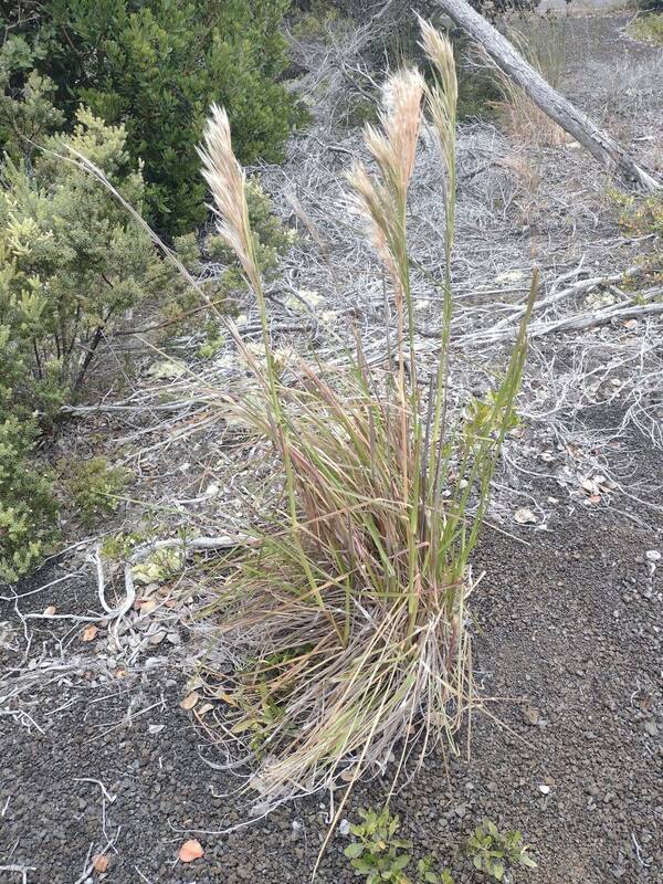 Andropogon tenuispatheus Plant