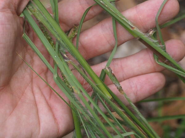 Andropogon virginicus var. virginicus Collar