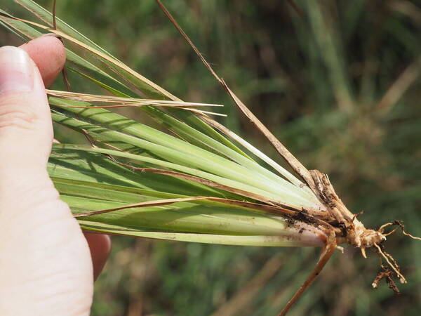 Andropogon virginicus var. virginicus Culm base