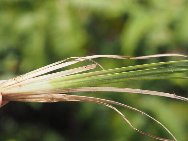 Andropogon virginicus var. virginicus Culm base