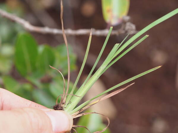 Andropogon virginicus var. virginicus Culm base