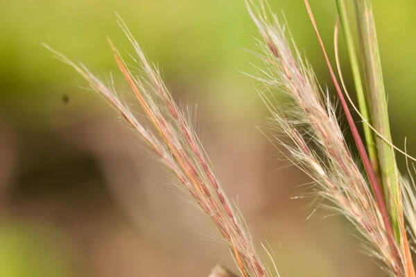 Andropogon virginicus var. virginicus Spikelets