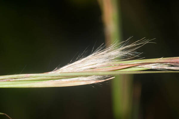 Andropogon virginicus var. virginicus Spikelets