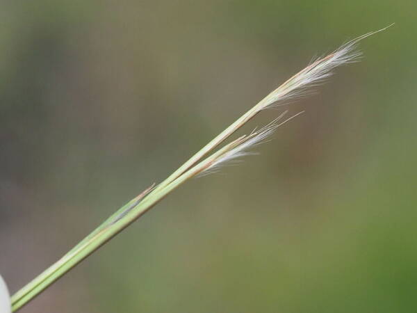 Andropogon virginicus var. virginicus Spikelets