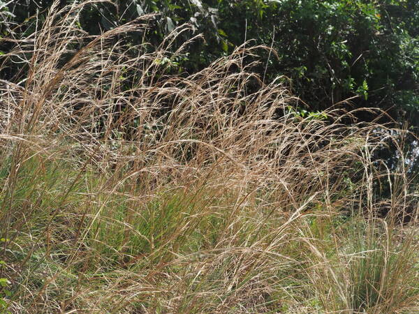 Andropogon virginicus var. virginicus Habit