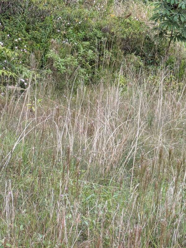 Andropogon virginicus var. virginicus Habit